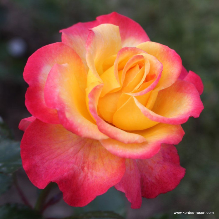 FLAMING STAR®